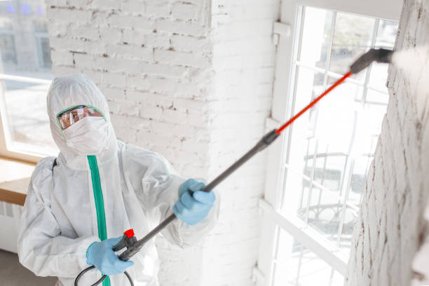 Best Black Mold Removal  in Ridgeway, AK