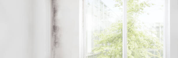 Best Biohazard Mold Removal  in Ridgeway, AK
