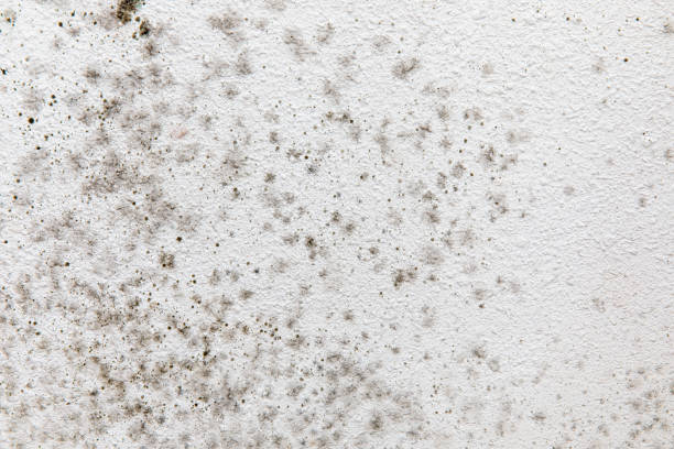 Best Airborne Mold Testing  in Ridgeway, AK