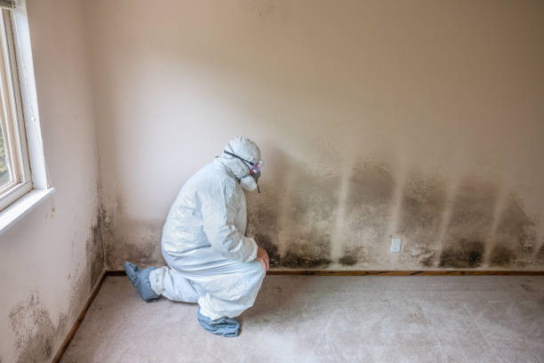 Best Attic Mold Removal  in Ridgeway, AK