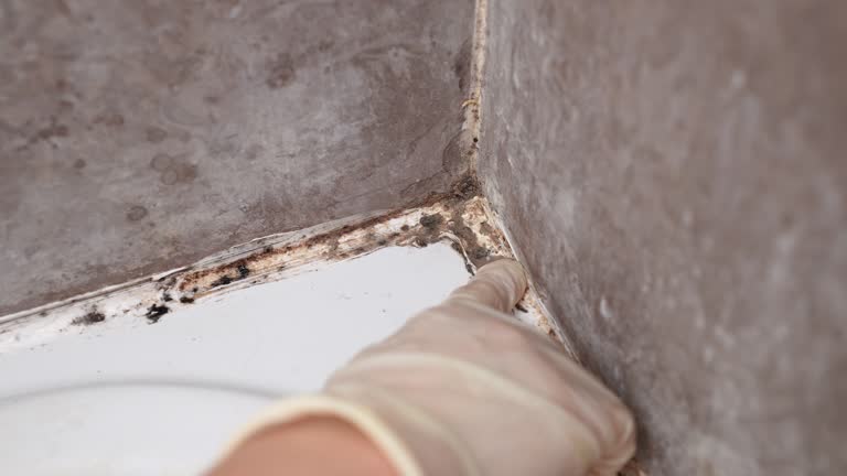 Best Mold Odor Removal Services  in Ridgeway, AK